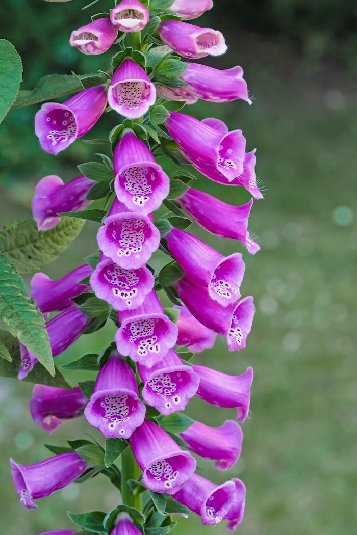 thimble-common-foxglove-digitalis-purpurea-cinquefoil-128868-128868.jpg